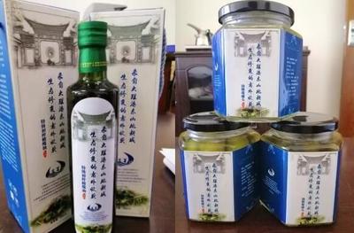 大理海东新区边坡生态修复油橄榄示范项目 科技赋能绿色发展新典范